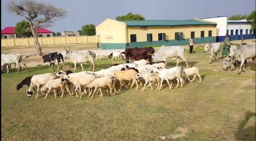 Police Foil Cattle Rustling Attempt, Recover 117 Livestock in Katsina
