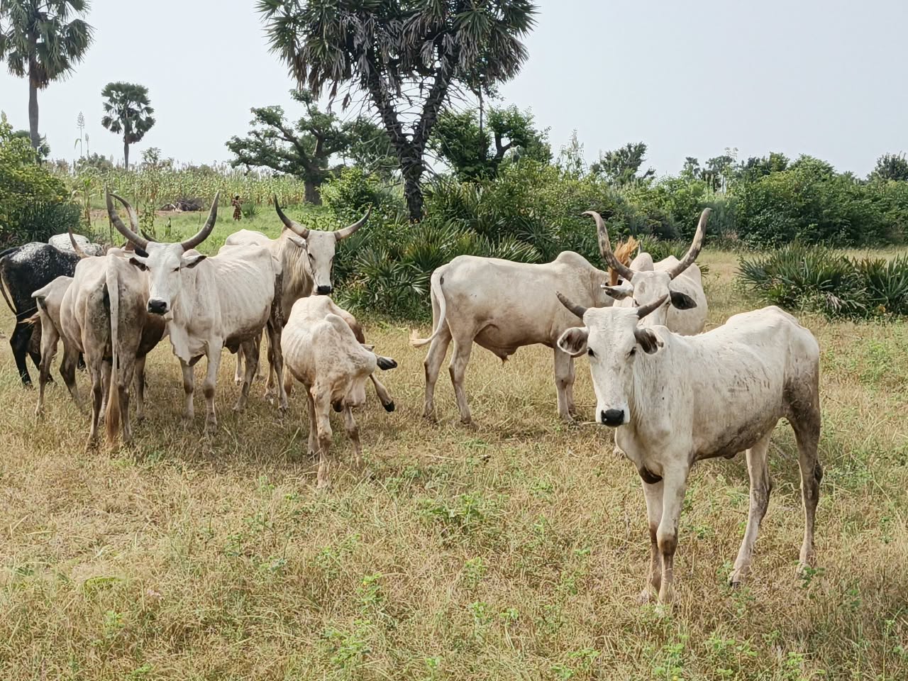 Bandit Killed as Police Rescue Three Kidnap Victims, Recover Rustled Cows in Katsina