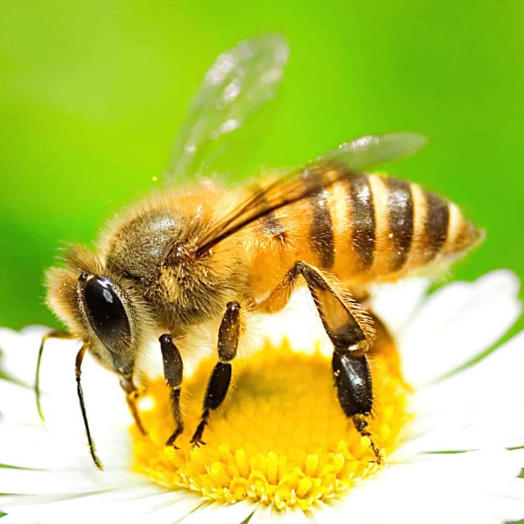 The Intricate Harmony of Bee Physiology and Social Dynamics