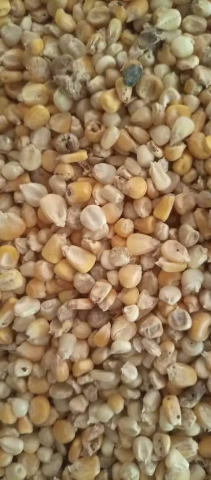 "Investigate Contractor for maize distribution to the poor in Katsina."