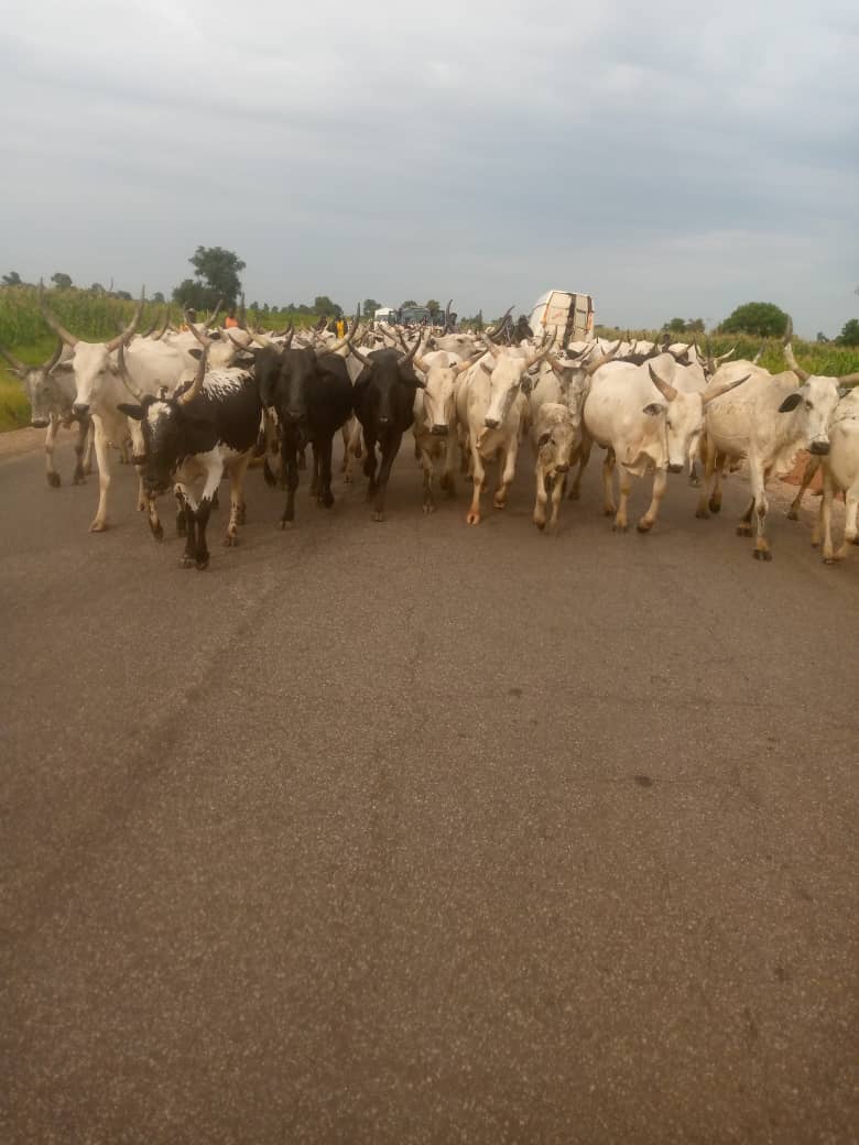 Katsina Police Foil Kidnapping Attempt, Recover Stolen Livestock and Motorcycles